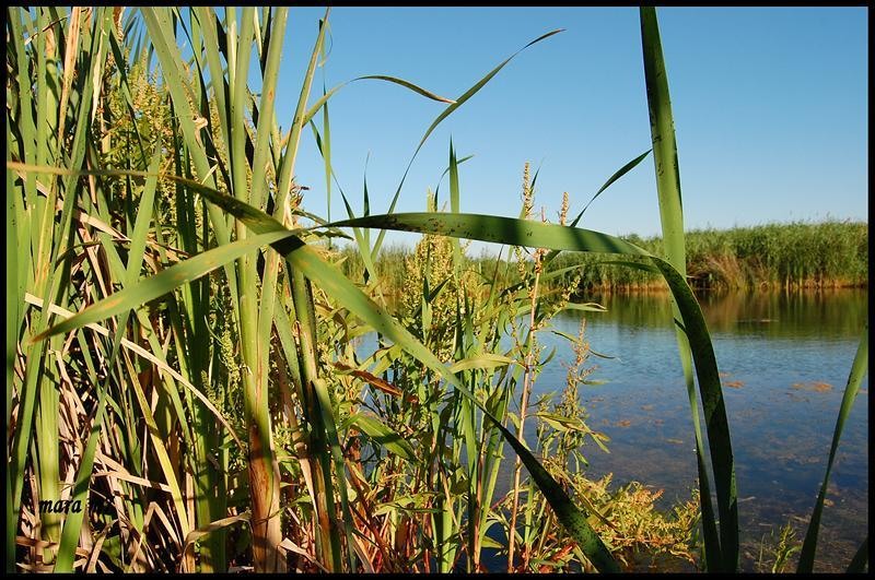 20090620_gmihaila_10