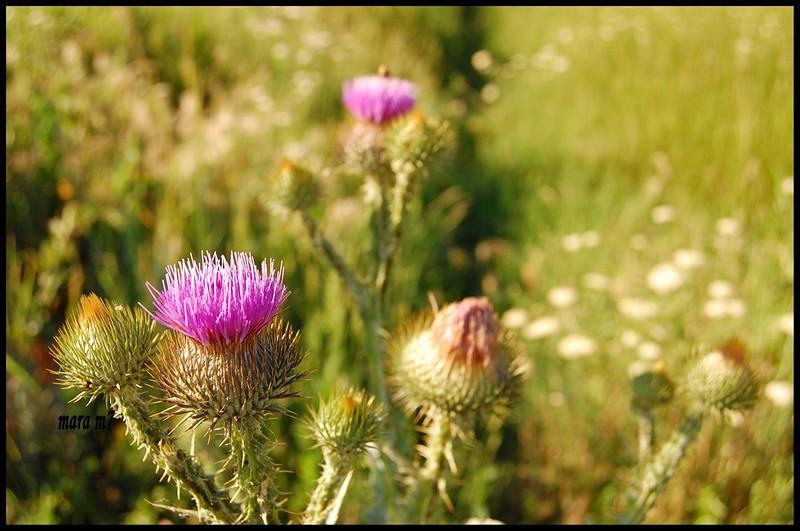 20090620_gmihaila_11