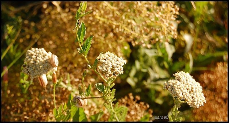 20090620_gmihaila_12