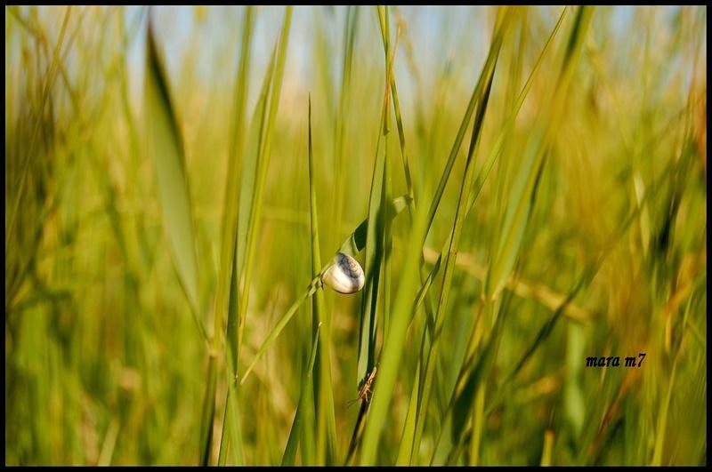 20090620_gmihaila_13