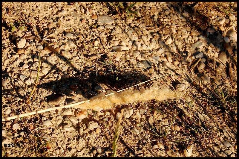 20090620_gmihaila_14