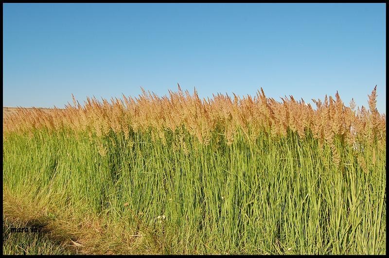 20090620_gmihaila_15