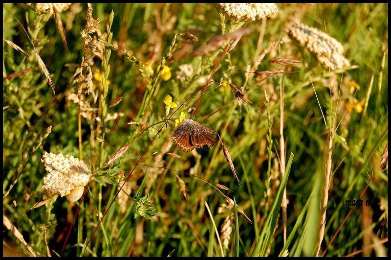 20090620_gmihaila_16