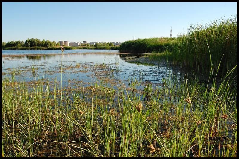 20090620_gmihaila_17