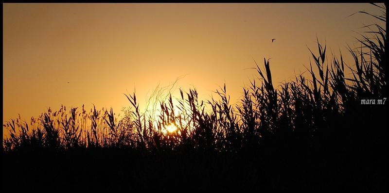 20090620_gmihaila_22