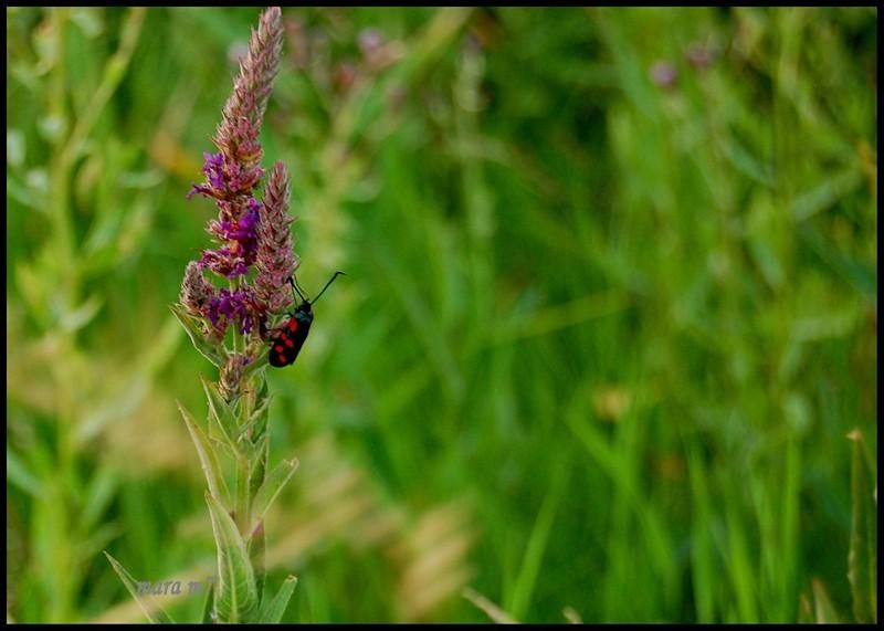 20090620_gmihaila_24