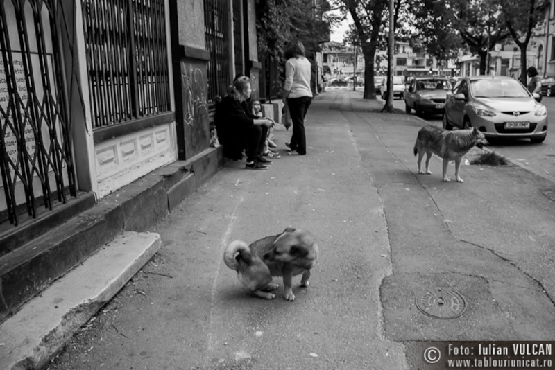 noaptea-galeriilor_2014_foto-by-iulian-vulcan-2