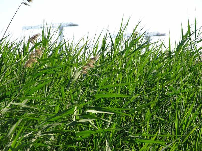 20090620_cmunteanu_06