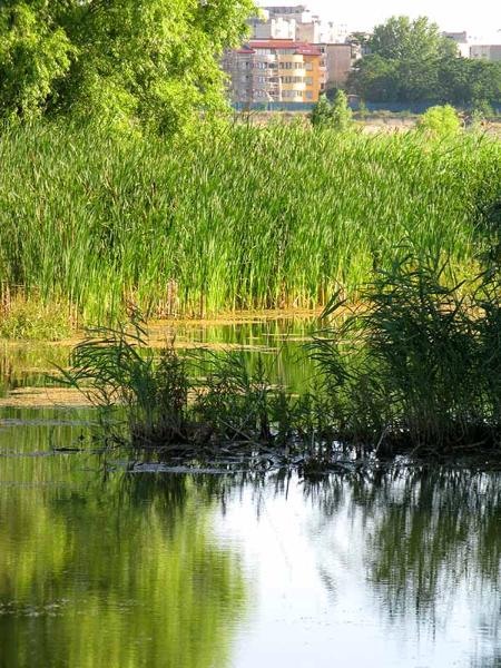 20090620_cmunteanu_07