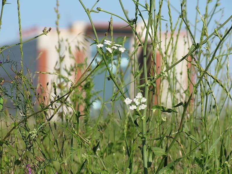 20090620_cmunteanu_09