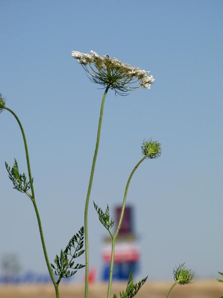 20090620_cmunteanu_12