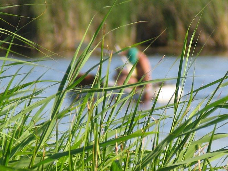 20090620_cmunteanu_13