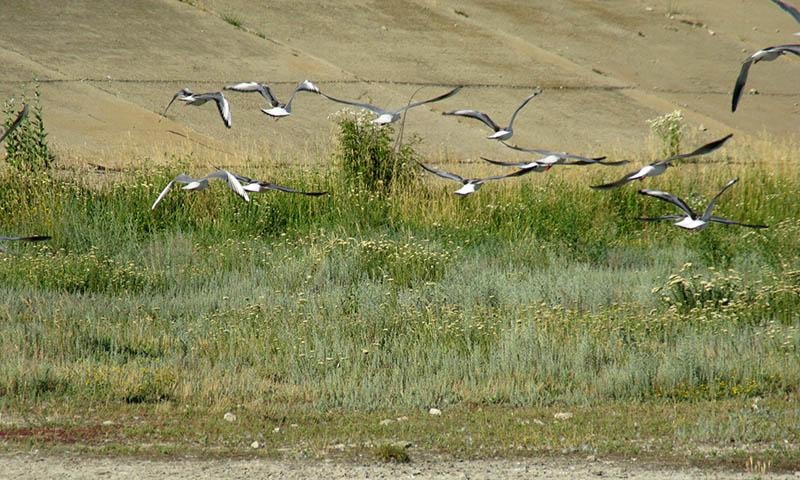 20090620_cmunteanu_15