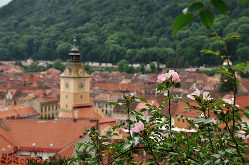 brasov12