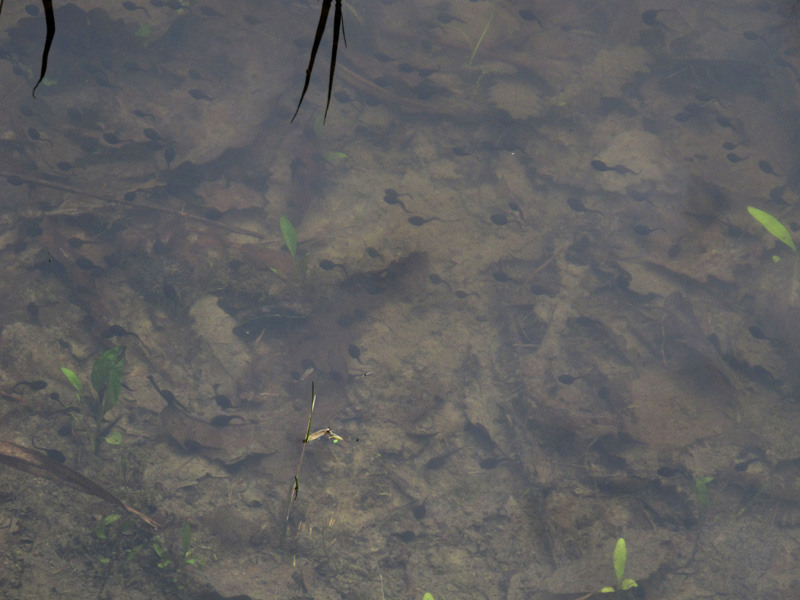 10-de-andreea-oproiu