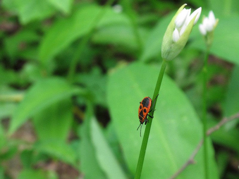 11-de-andreea-oproiu