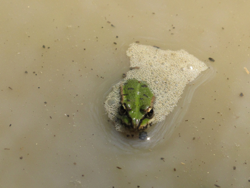 14-de-andreea-oproiu