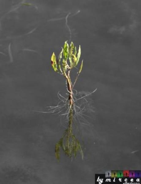 20090620_mraducan_05