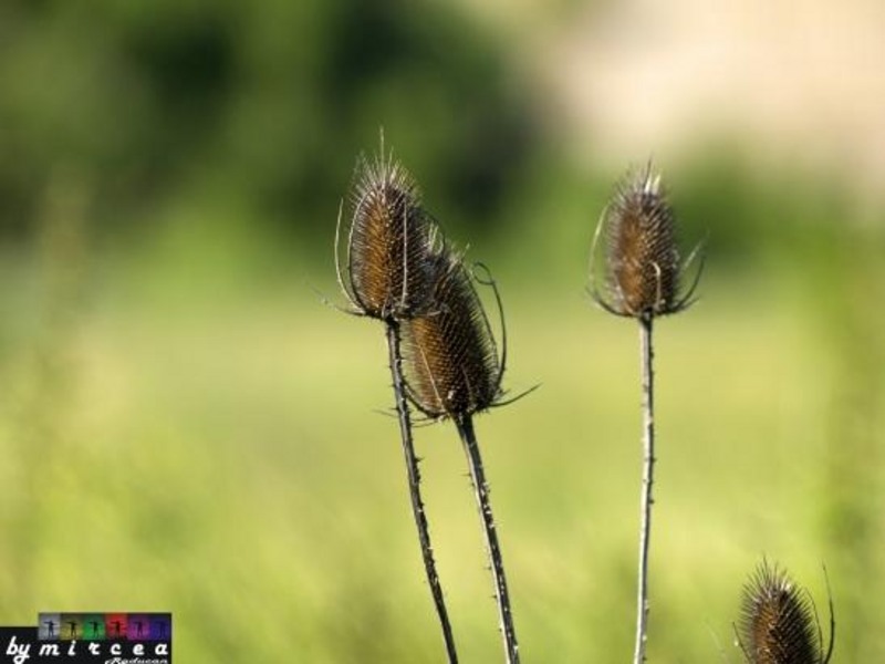 20090620_mraducan_07