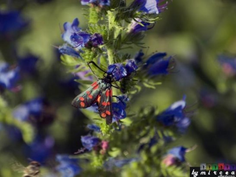 20090620_mraducan_08