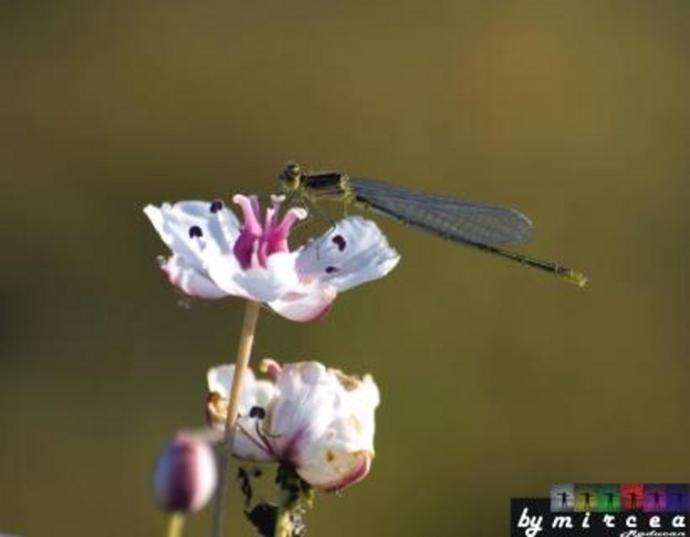 20090620_mraducan_09