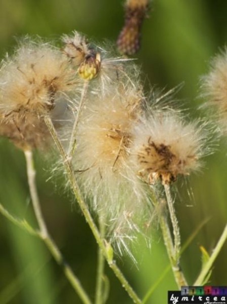 20090620_mraducan_10