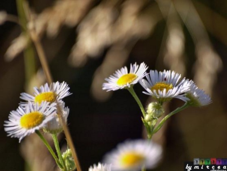 20090620_mraducan_11