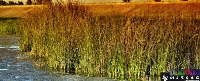 20090620_mraducan_21