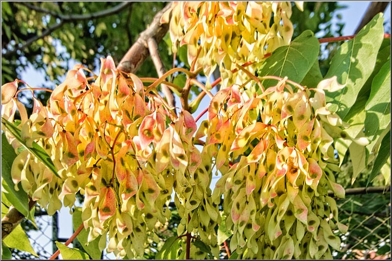 vornicu-serban-baiculuicolentina_04