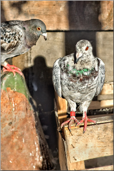 vornicu-serban-calatorie-n_timp_20