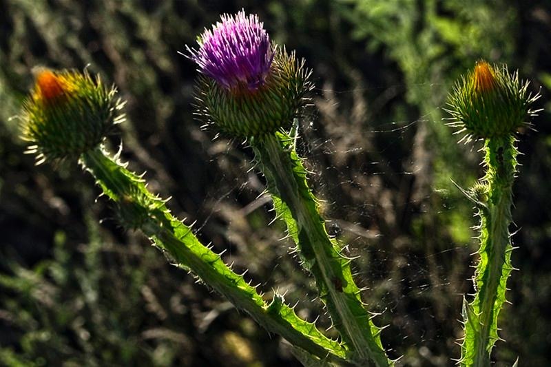 20090620_svornicu_16