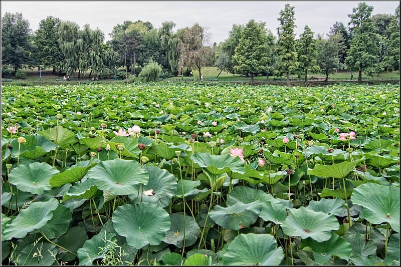 vornicu-serban-parcul-circului_01