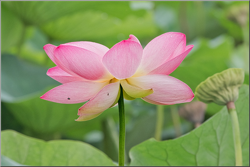 vornicu-serban-parcul-circului_03