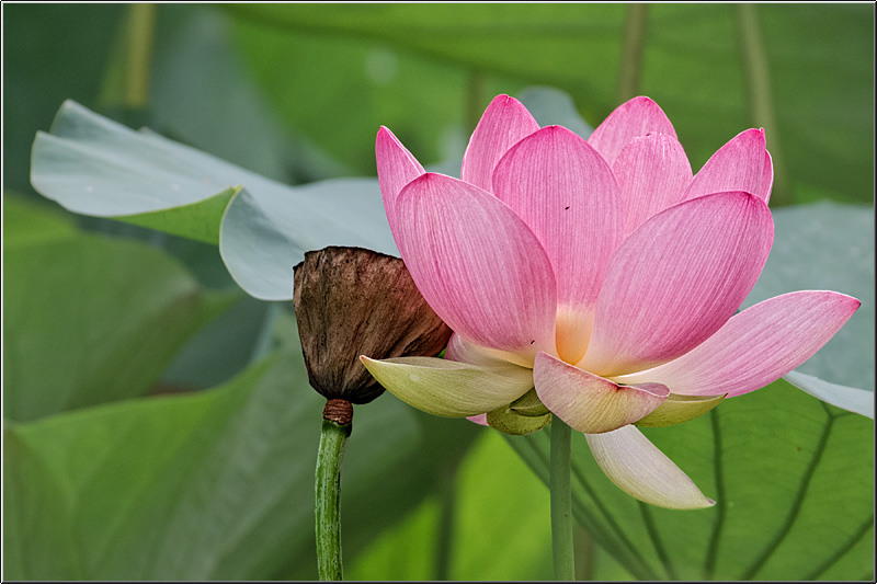 vornicu-serban-parcul-circului_04