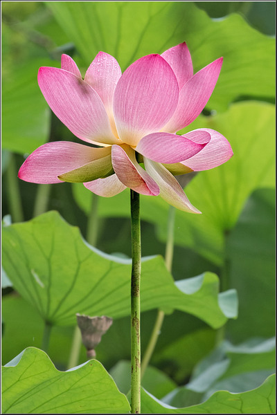 vornicu-serban-parcul-circului_06