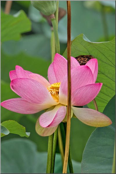 vornicu-serban-parcul-circului_07