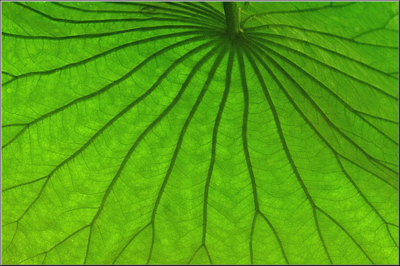 vornicu-serban-parcul-circului_09