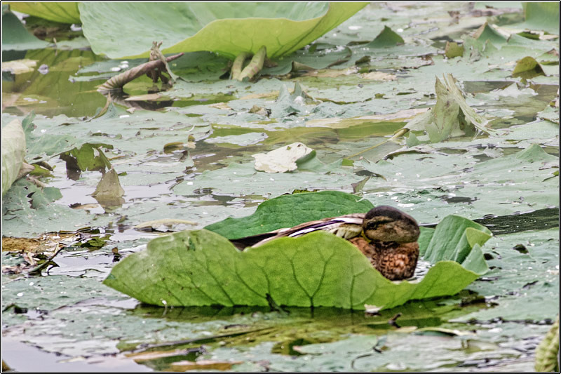 vornicu-serban-parcul-circului_10