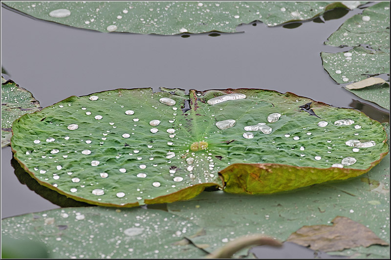 vornicu-serban-parcul-circului_11