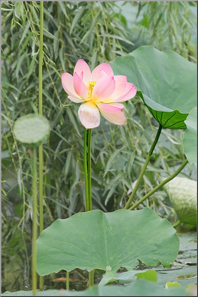 vornicu-serban-parcul-circului_12