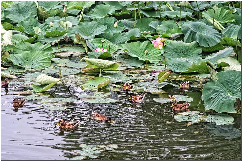 vornicu-serban-parcul-circului_15