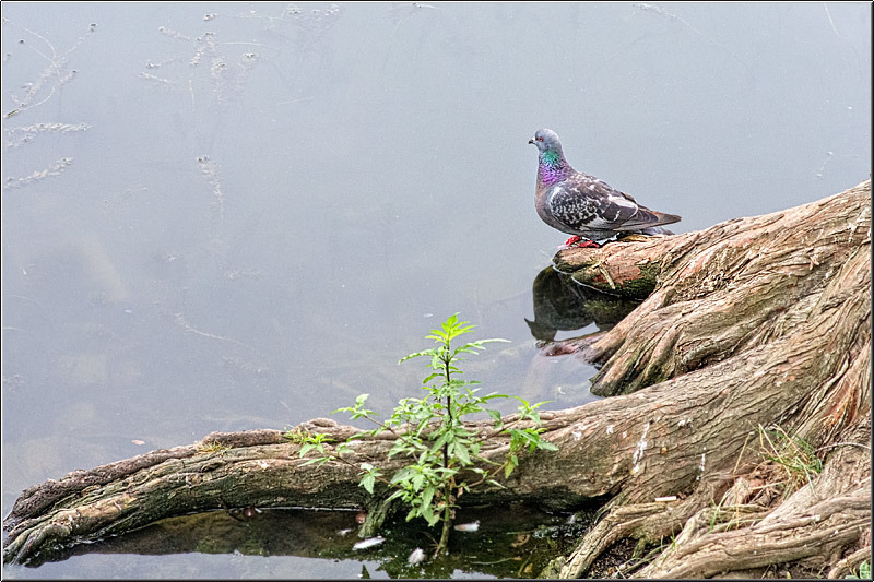 vornicu-serban-parcul-circului_17