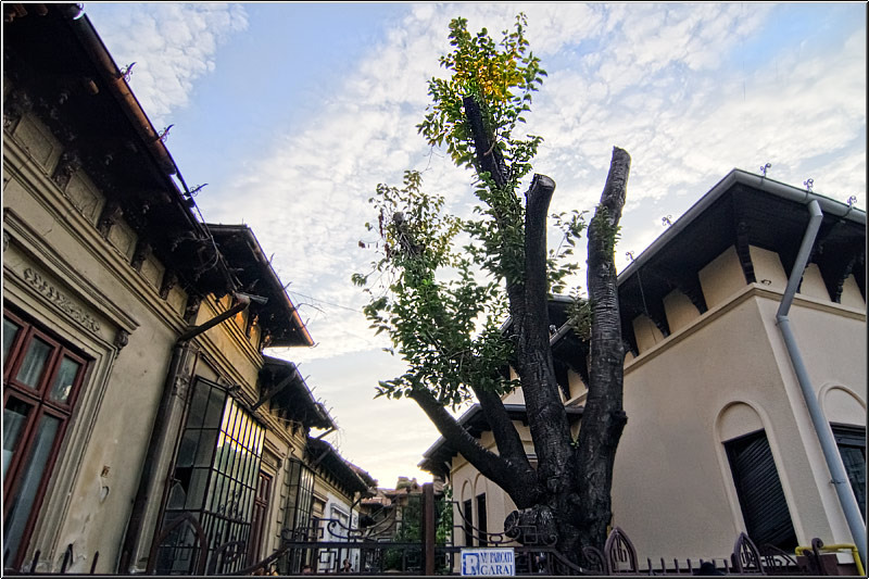 vornicu-serban-noaptea_caselor_06