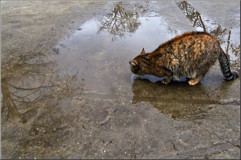 serbanvornicu_dragobete_21