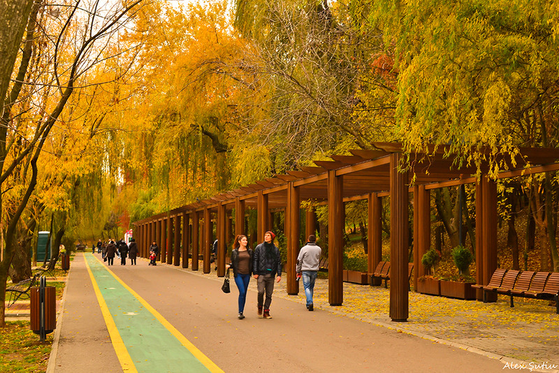 under-trees-of-gold-dsc_4071-prel