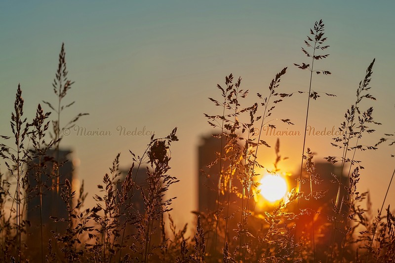 Lacul Vacaresti, delta Bucurestiului