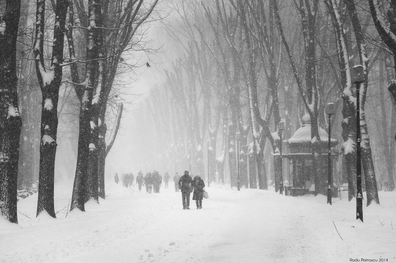 herastrau-inzapezit_radu-patrascu