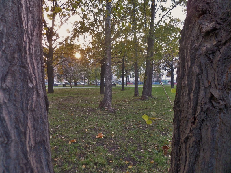 sam_0361-2_apus-intre-copaci