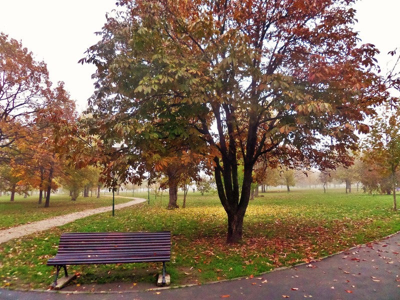 sam_0562-2_castanul-si-banca