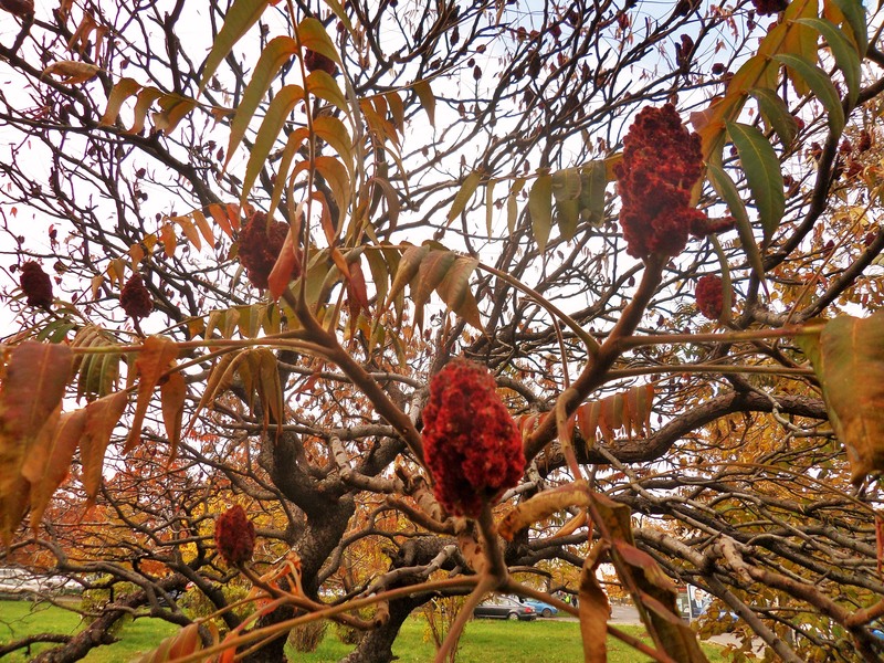 sam_0570-2_de-toamna